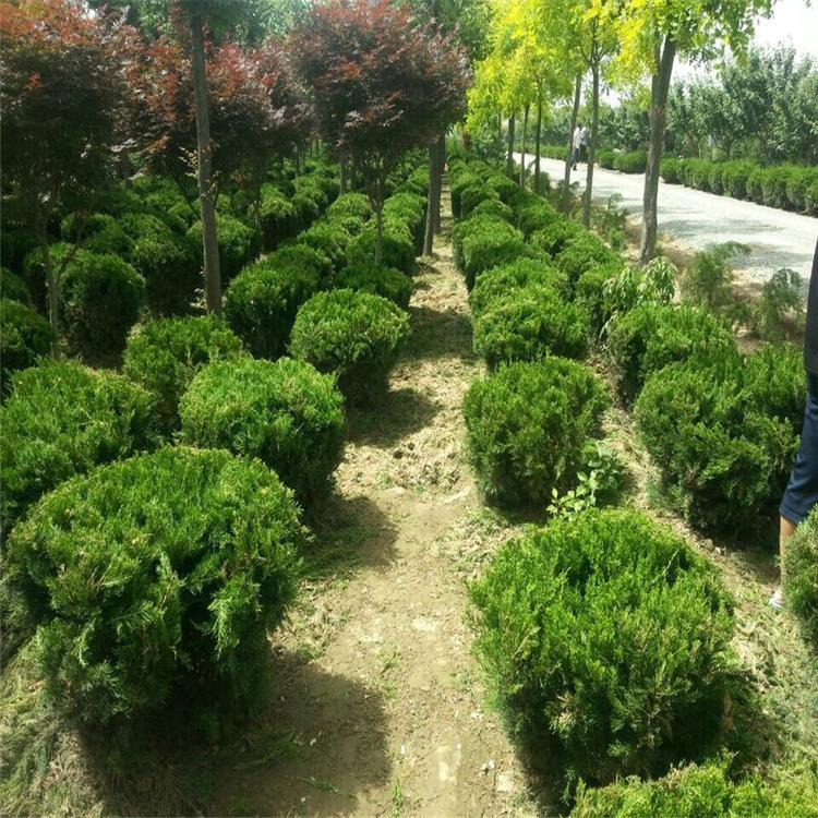 萬(wàn)青園林 專業(yè)龍柏苗木基地，為綠化工程注入常青活力